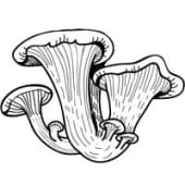 Matt's Mushroom Farm's Logo