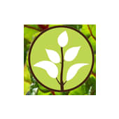 Vertical Harvest's Logo