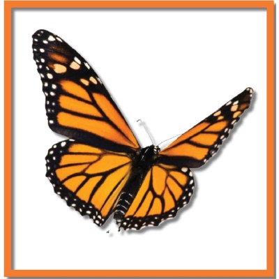 Metamorphosis Consulting's Logo