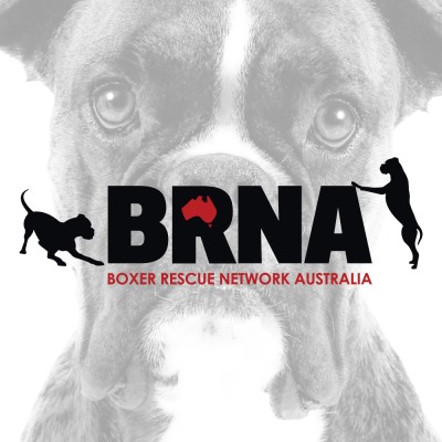 Boxer Rescue Network Australia's Logo