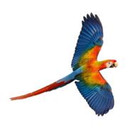 Ruby Macaw Ltd's Logo