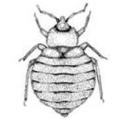 Bed Bugs Limited's Logo