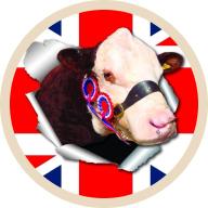 Happy Herefords's Logo