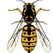 Wasp Exterminator Hertfordshire's Logo