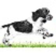 petsuppliessussex's Logo