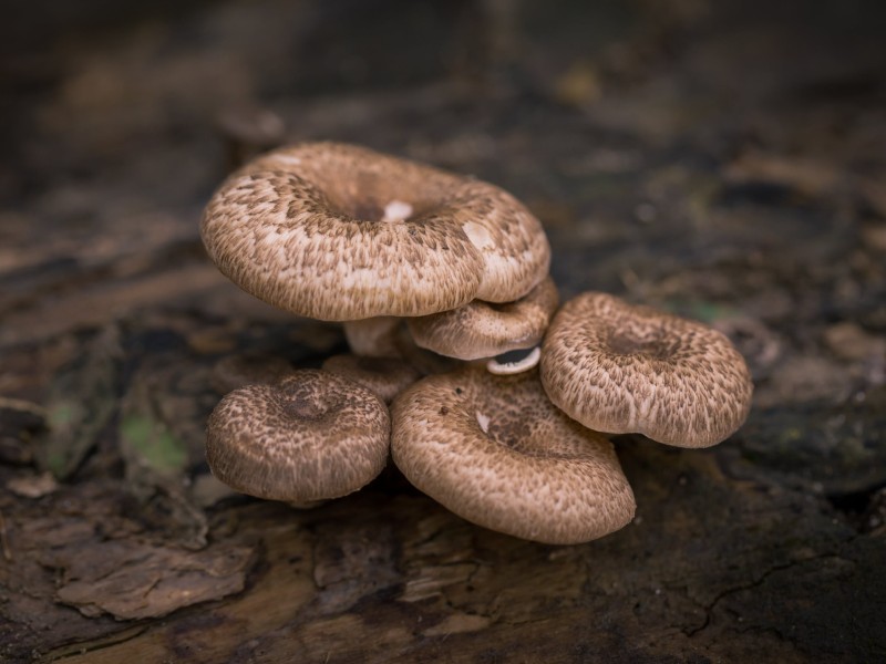 Product: Shrooms Near Me London UK 