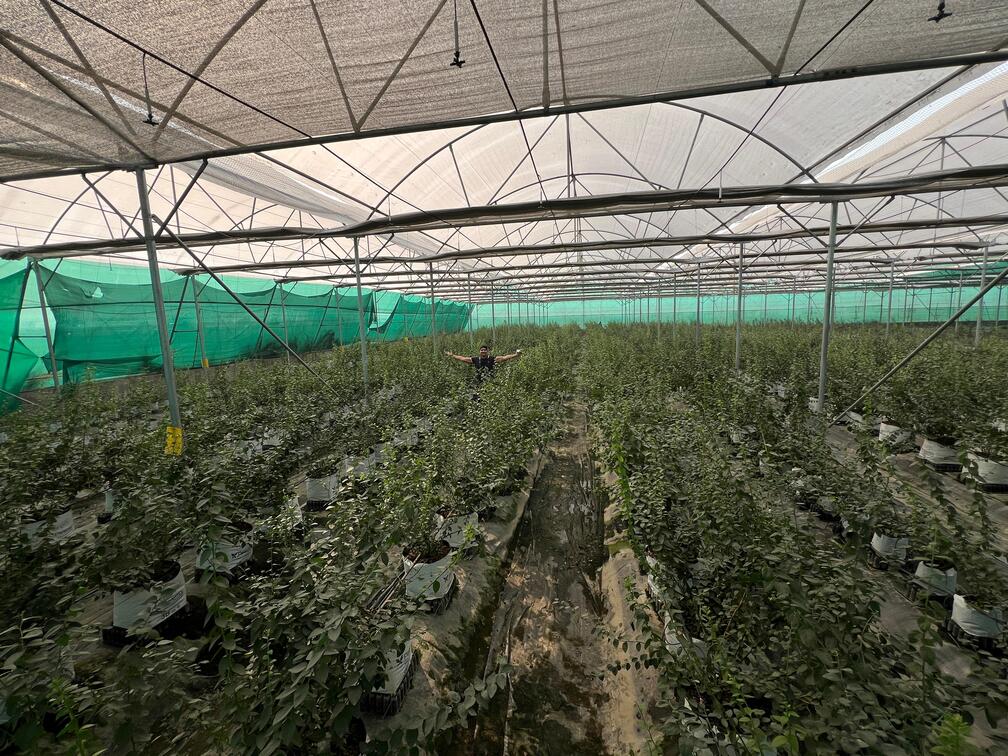 Product: Greenhouse 