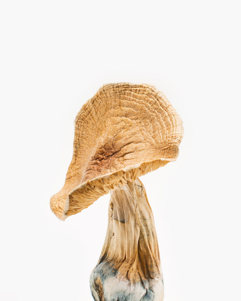 Product: magic mushroom