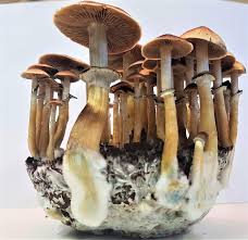 Product: psilocybe cubensis