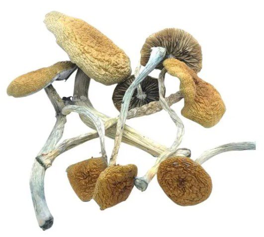 Product: magic mushroom