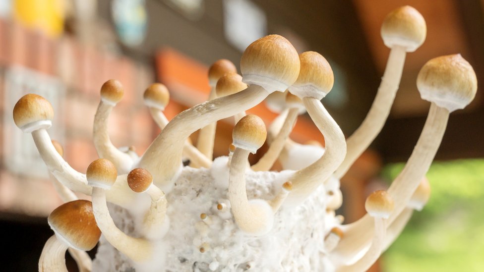 Product: mushroom spores