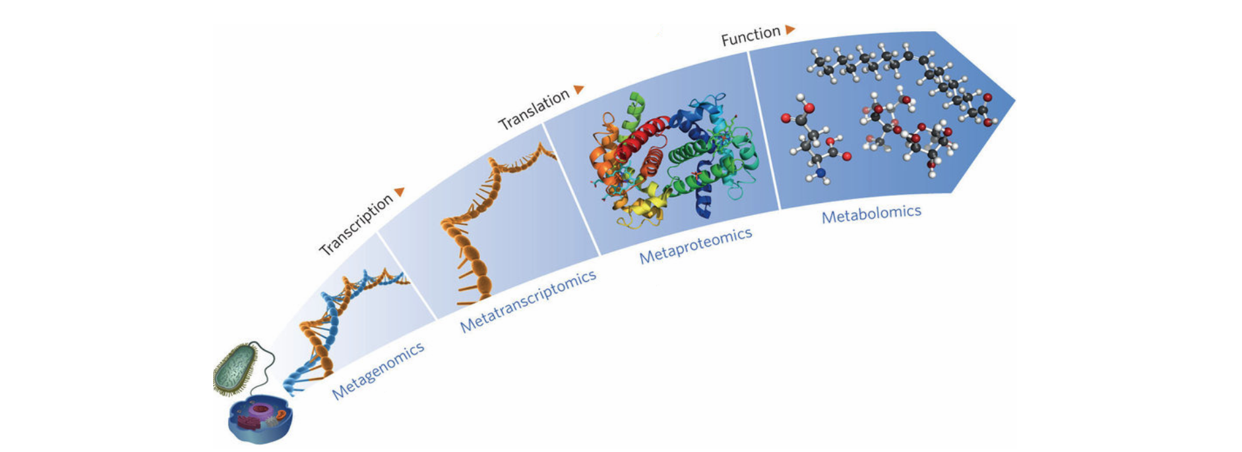 Product: Metabolomics Services