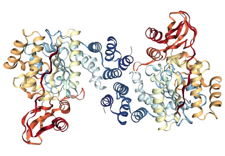 Product: PyNP - Pyrimidine Nucleoside Phosphorylase