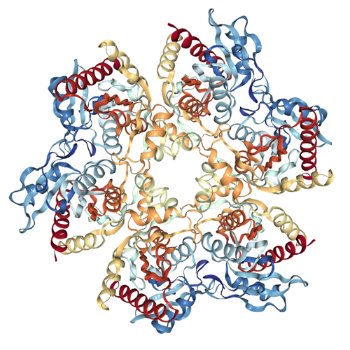 Product: PNP - Purine Nucleoside Phosphorylase
