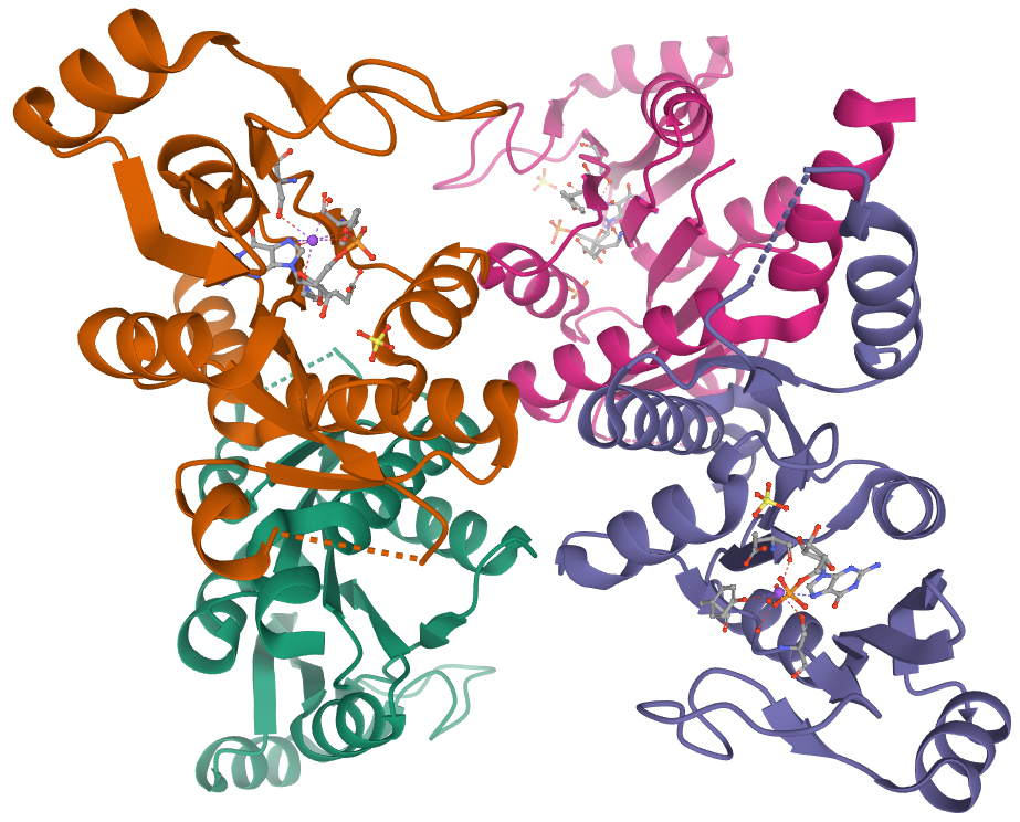 Product: NMPK - Nucleoside Monophosphate Kinase