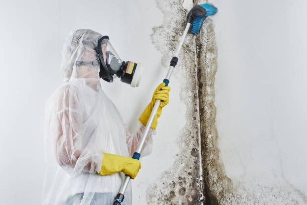 Product: Mould Removal Services