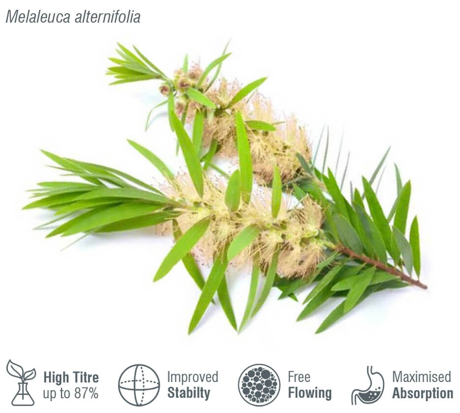 Product: Tea Tree oil - FL 013