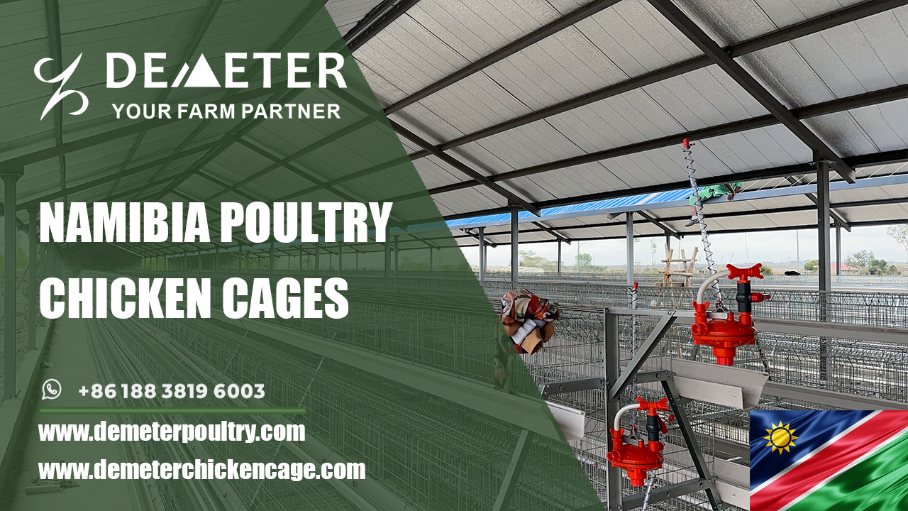 Product: Poultry Farm Chicken Egg Layer Battery Cages for Sale in Namibia