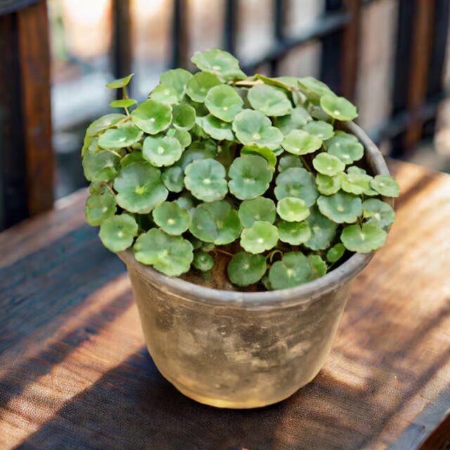 UseCase: Brahmi Dollar / Pennywort / Coin Plant in 5 Inch Nursery Pot