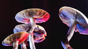 UseCase: psilocybin mushroom